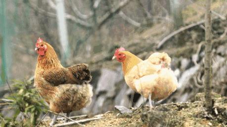 麦当劳金拱门和巨无霸,麦当劳新品金拱门豪华堡