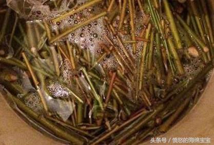 富贵竹生根怎样打理,富贵竹可以只留有根须的地方么