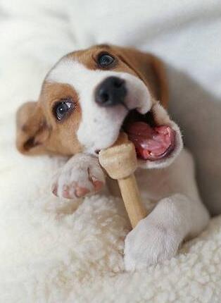 家有萌宠乖狗狗,家有乖巧宠物狗狗乐趣多