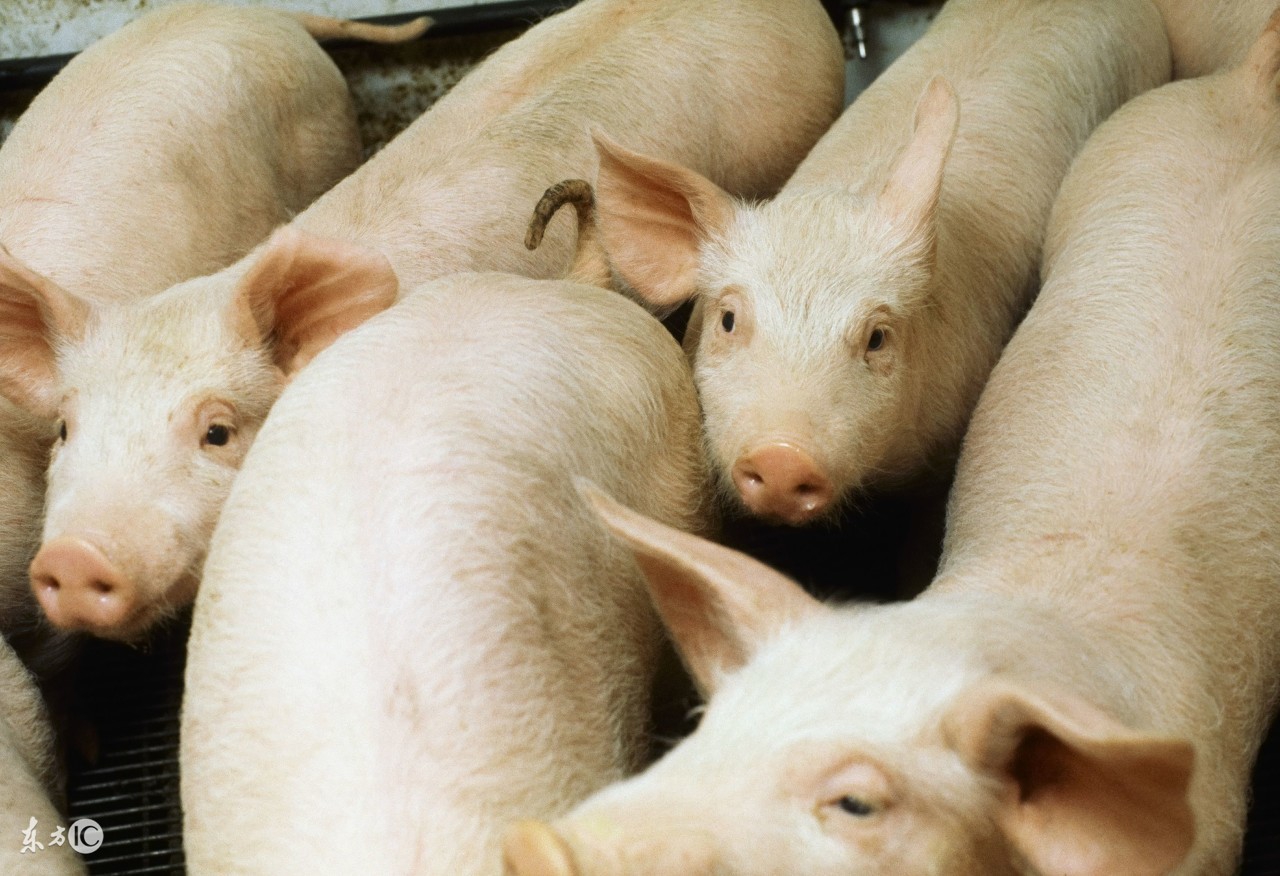 养猪都是打什么疫苗,养猪打针的作用是什么