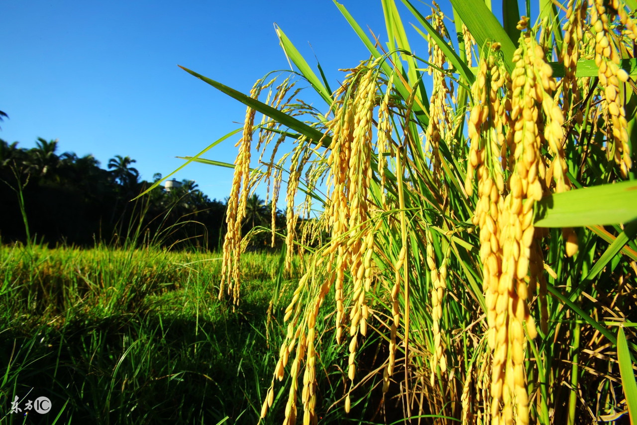 食物的起源：看完这些神话，再也不想吃饭了