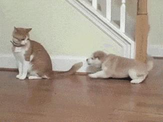 盘点铲屎官和猫的互相战斗的日常,喵星人和铲屎官谁厉害