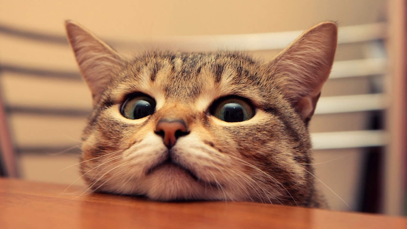 盘点铲屎官和猫的互相战斗的日常,喵星人和铲屎官谁厉害