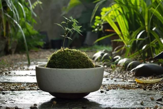 苔藓不好养?来,练好苔藓“四要诀”,再养不活你来找台长!