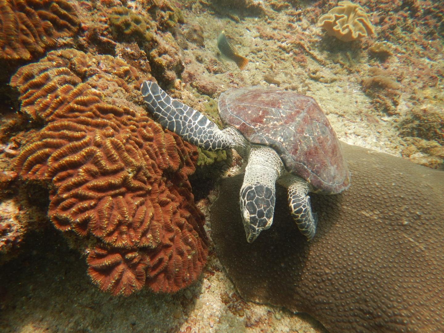 普吉岛7月潜水,泰国普吉岛潜水怎么样拍照好看