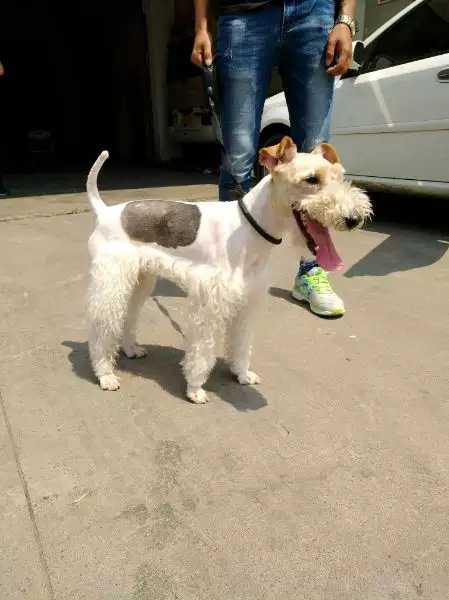 关于刚毛猎狐梗,刚毛猎狐梗视频