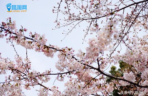 日本三大都市圈之外的都市圈,日本三大都市圈之一大阪