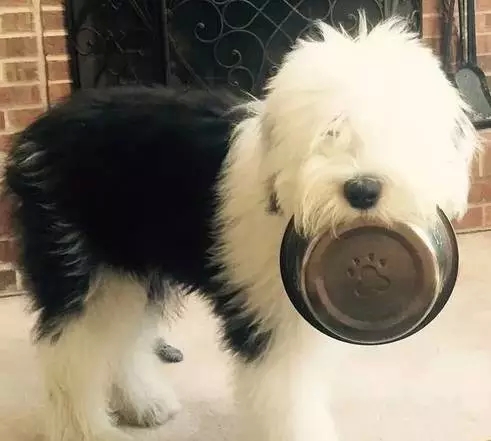 原来古牧就是这么拼出来的,难怪人们这么喜欢它!