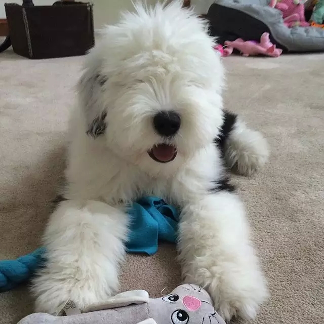 原来古牧就是这么拼出来的,难怪人们这么喜欢它!