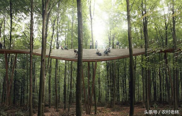 丹麦45米森林观景塔,世界十大顶级观景塔