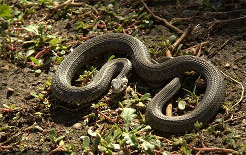 梦到这些是富贵的征兆,梦到什么东西要小心