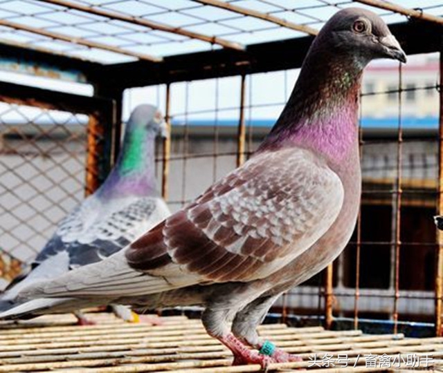 鸽子常见的几种疾病,鸽子常见的病有哪些