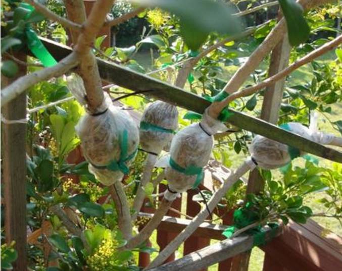 米兰开花不香的原因及解决方法,米兰不开花的原因和解决方法