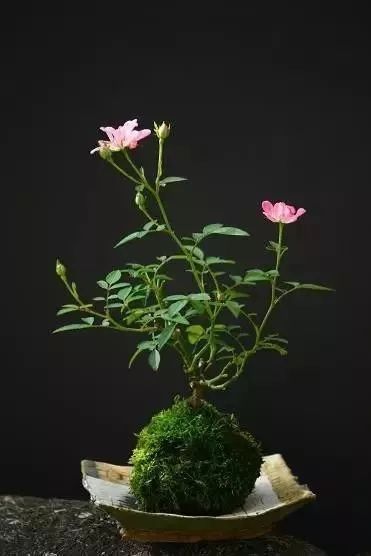 苔藓不好养?来,练好苔藓“四要诀”,再养不活你来找台长!