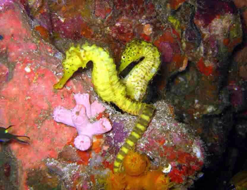 普吉岛7月潜水,泰国普吉岛潜水怎么样拍照好看