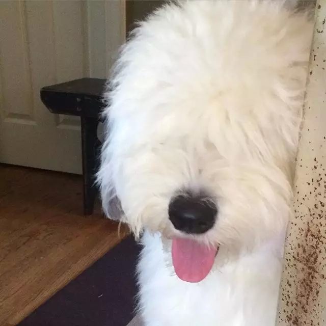 原来古牧就是这么拼出来的,难怪人们这么喜欢它!