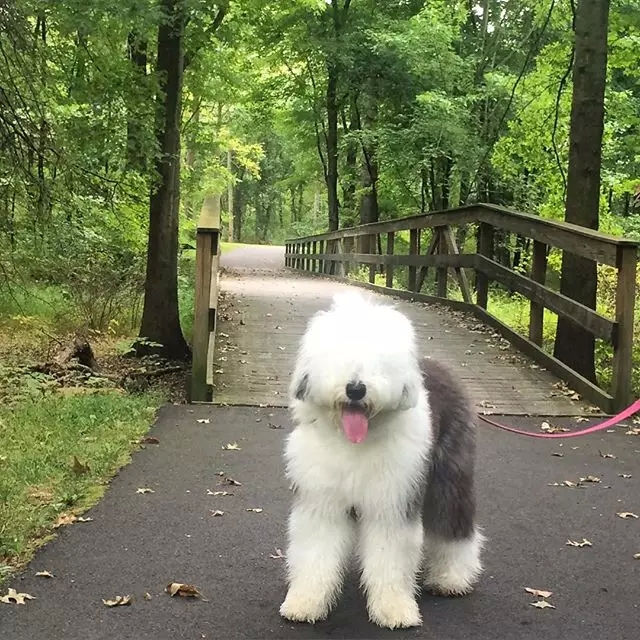 原来古牧就是这么拼出来的,难怪人们这么喜欢它!