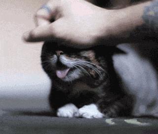 猫咪也会笑,猫咪也会开心吗