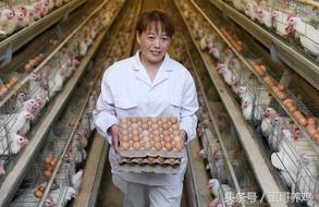 养蛋鸡和散养鸡哪个赚钱,2018养鸡10000只蛋鸡一年利润