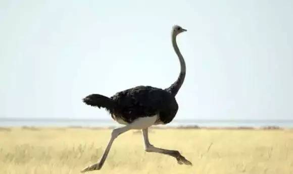 半程马拉松的达成及过程中的减伤！建议跑步的都看看，特别初跑者