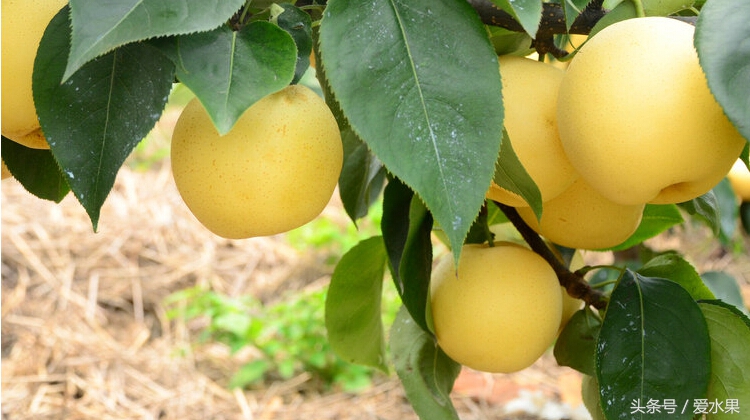 黄元帅苹果图片,甘肃黄元帅水果