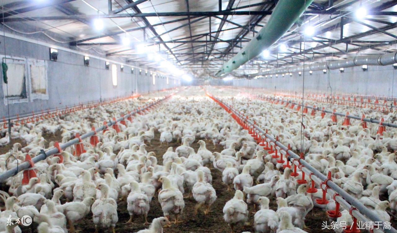 10月26日肉毛鸡价格行情：上涨幅度大！