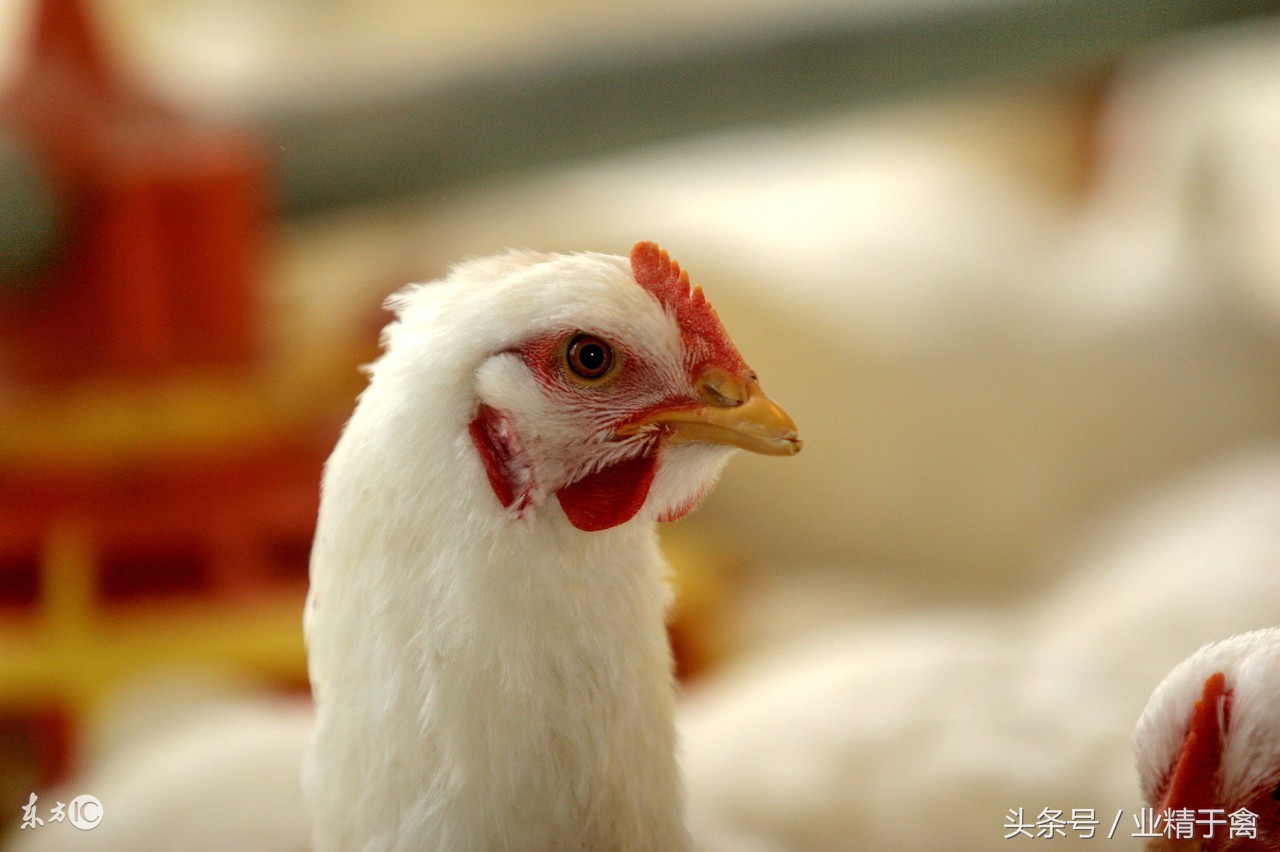 10月26日肉毛鸡价格行情：上涨幅度大！