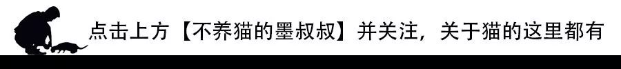 墨叔养猫怎么养,墨叔叔的新手养猫实用指南准备篇