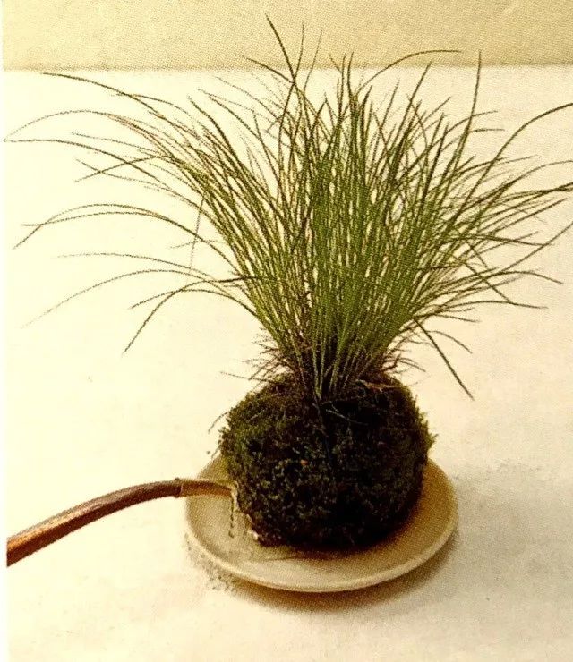 苔藓不好养?来,练好苔藓“四要诀”,再养不活你来找台长!