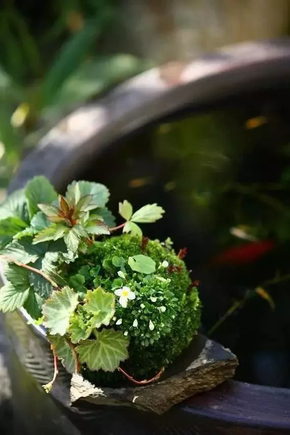 苔藓不好养?来,练好苔藓“四要诀”,再养不活你来找台长!