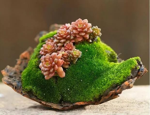 苔藓不好养?来,练好苔藓“四要诀”,再养不活你来找台长!