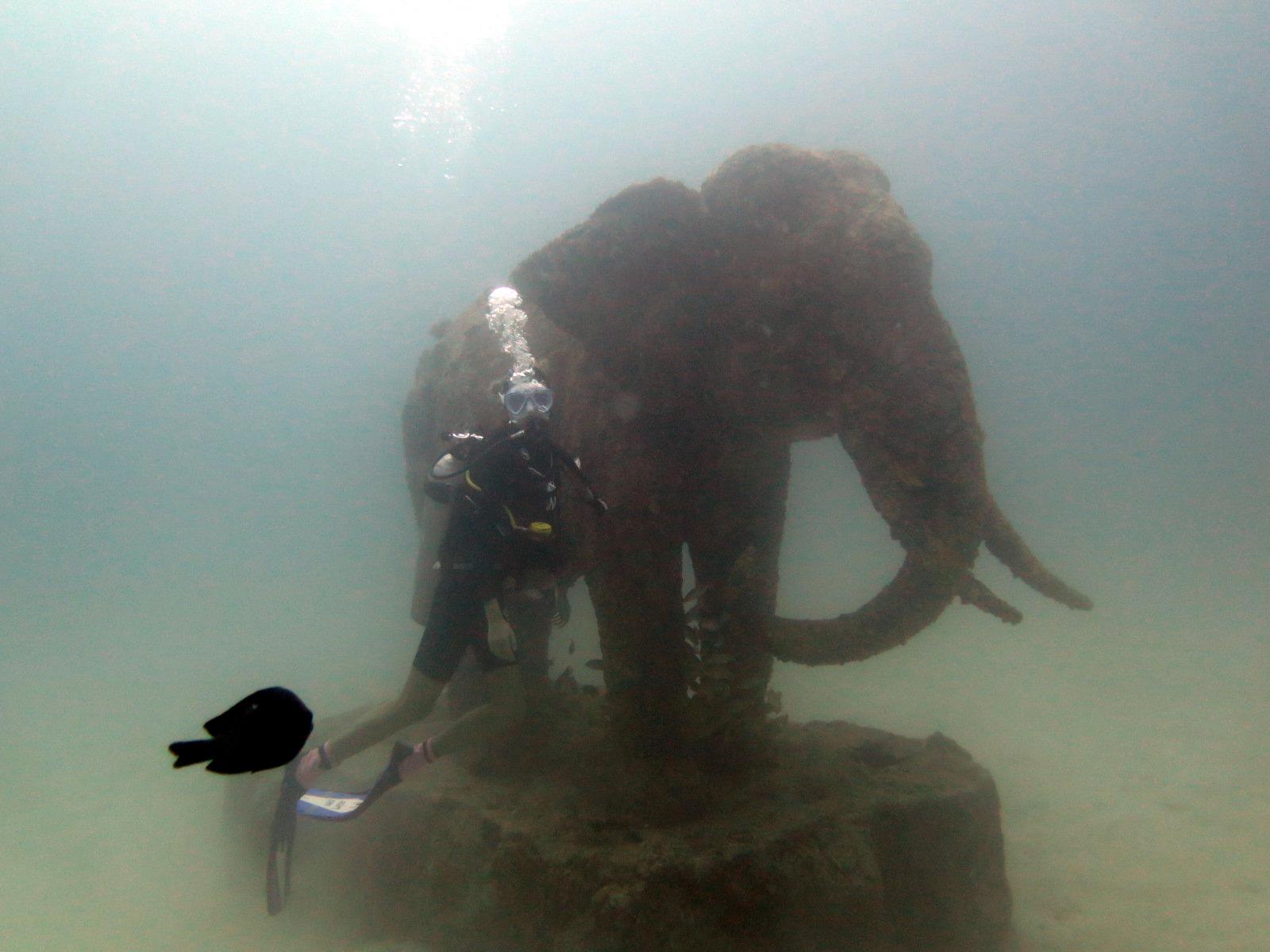 普吉岛7月潜水,泰国普吉岛潜水怎么样拍照好看