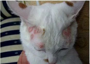 猫咪生病了怎么办?看这篇内容就够了