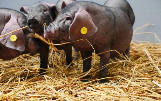 网易我的世界怎么养猪,网易养猪赚钱了吗