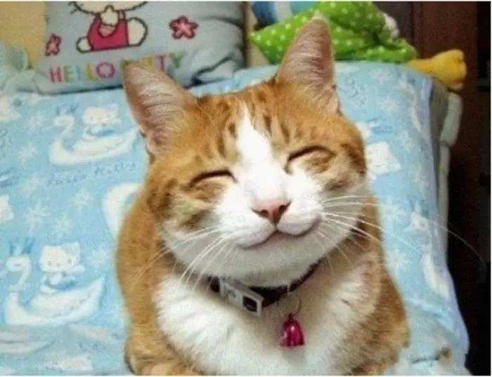 猫咪也会笑,猫咪也会开心吗