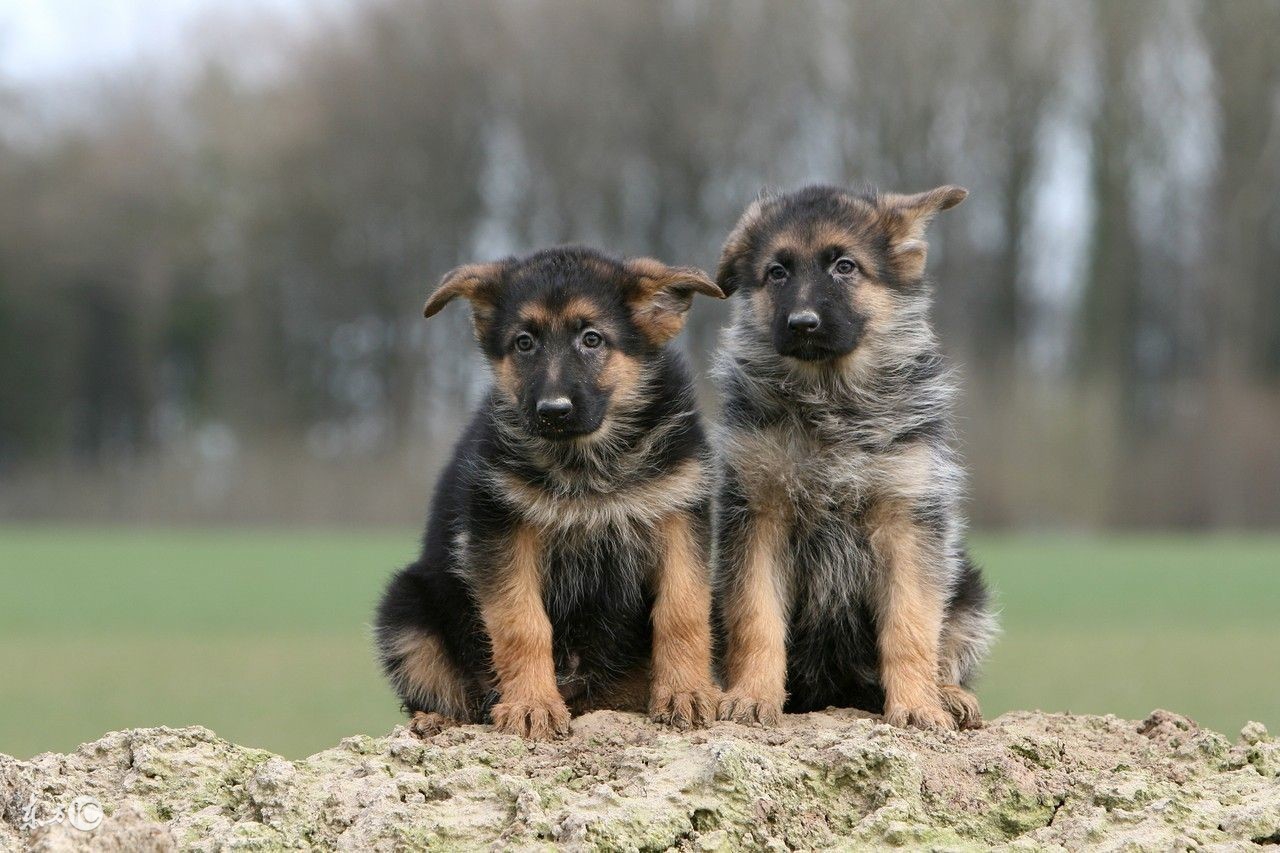 养德国牧羊犬一个月多少钱,德国牧羊犬哪些城市不能养