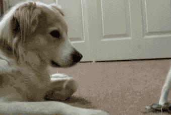 盘点铲屎官和猫的互相战斗的日常,喵星人和铲屎官谁厉害