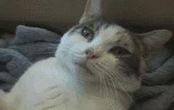 盘点铲屎官和猫的互相战斗的日常,喵星人和铲屎官谁厉害