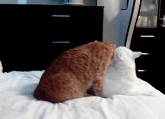 盘点铲屎官和猫的互相战斗的日常,喵星人和铲屎官谁厉害