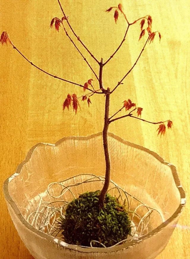 苔藓不好养?来,练好苔藓“四要诀”,再养不活你来找台长!