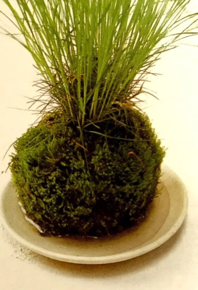 苔藓不好养?来,练好苔藓“四要诀”,再养不活你来找台长!