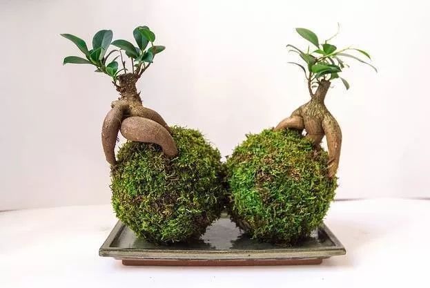 苔藓不好养?来,练好苔藓“四要诀”,再养不活你来找台长!