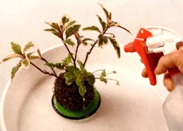 苔藓不好养?来,练好苔藓“四要诀”,再养不活你来找台长!