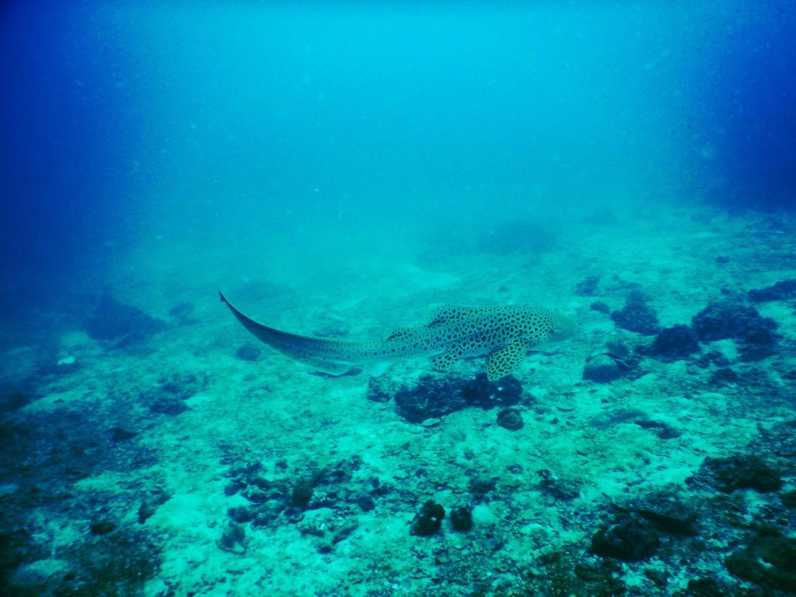 普吉岛7月潜水,泰国普吉岛潜水怎么样拍照好看