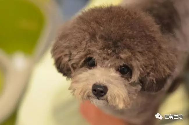 识别狗狗异常情绪动作视频讲解,狗狗行为异常是怎么回事