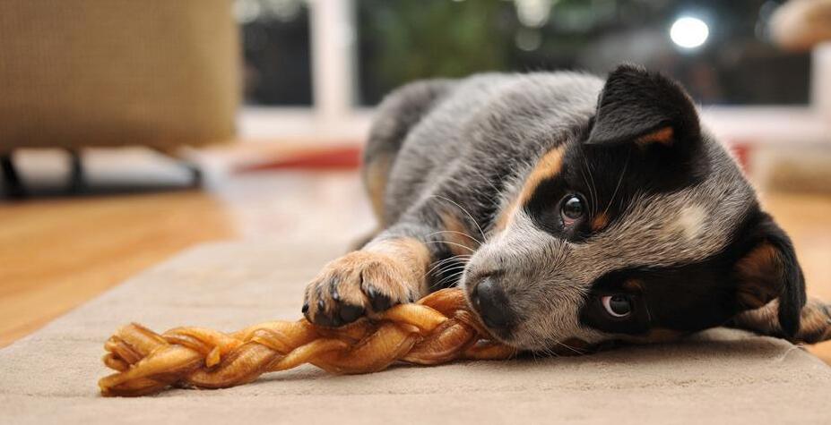 家有萌宠乖狗狗,家有乖巧宠物狗狗乐趣多