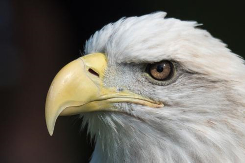 开了60万公里雷凌双擎,开了一天车油表不动