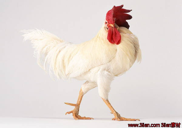 绂藉鏈夐亾18,绂藉鏈夐亾