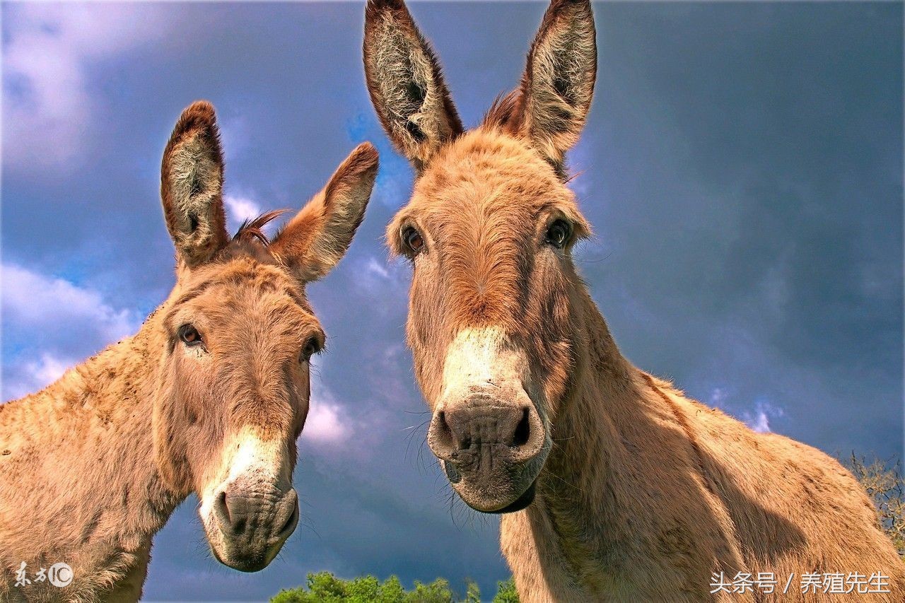 大型德州驴,陕西德州驴