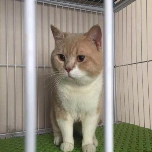 英短乳白猫重点色,英短灰白猫丁香色